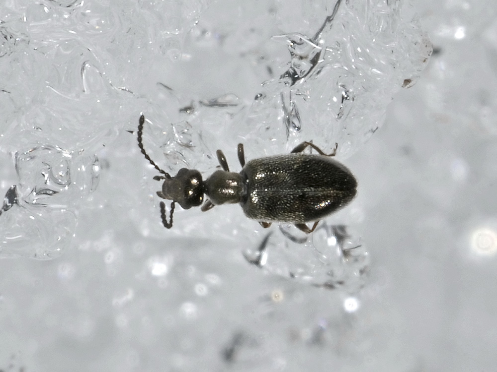 Anthicus niger?No. Microhoria plumbea plumbea (Anthicidae)